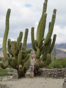 Cardon / cactus