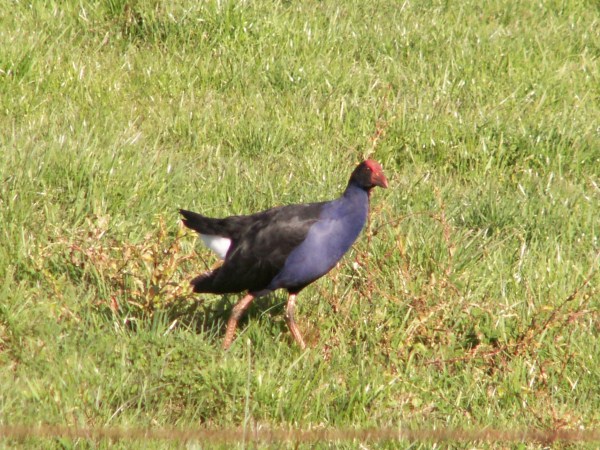 pukeko