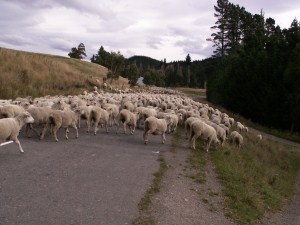 1400 schappen