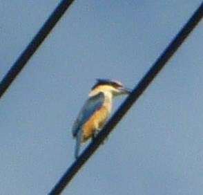 kingfisher