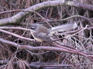 fantail
