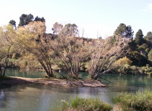 rio Waikato