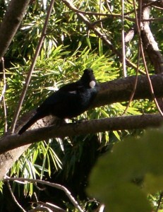 Tui