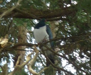wood pigeon
