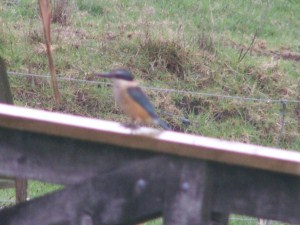 kingfisher dichtbij