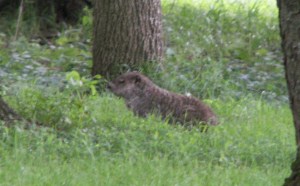groundhog