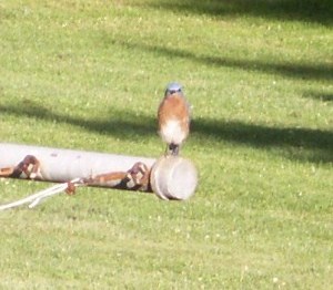 Blue bird