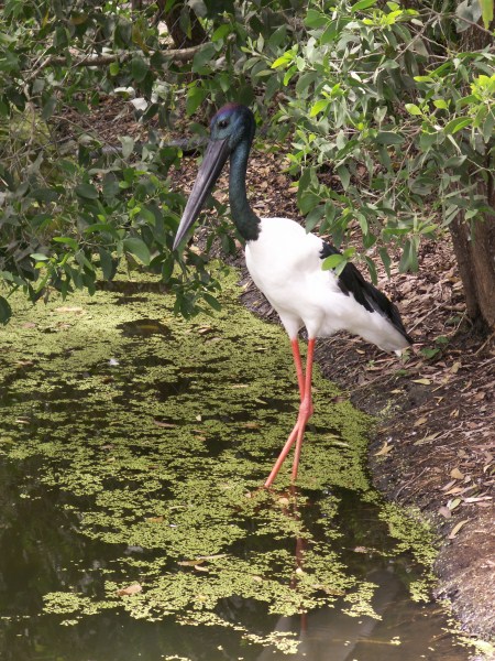 pajaro
