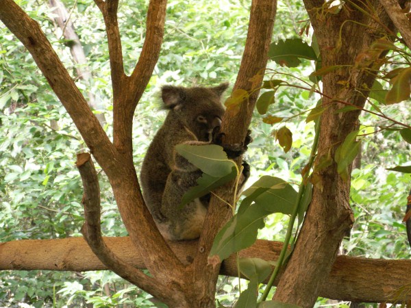 koala despierto