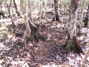 Mangroves