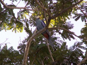 andere vogel
