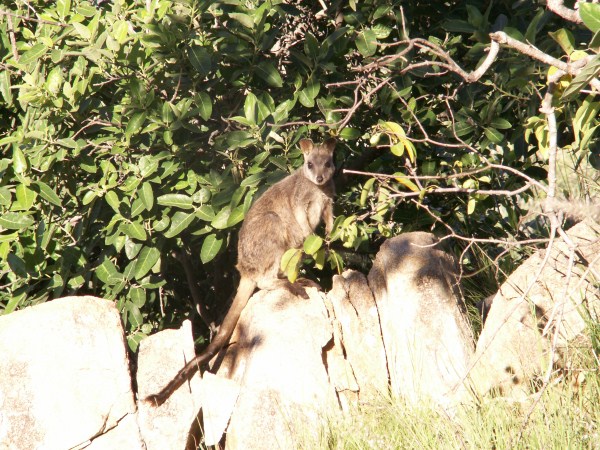 walibi en Charters Towers