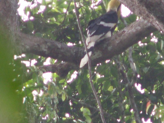 tucan