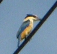 kingfisher