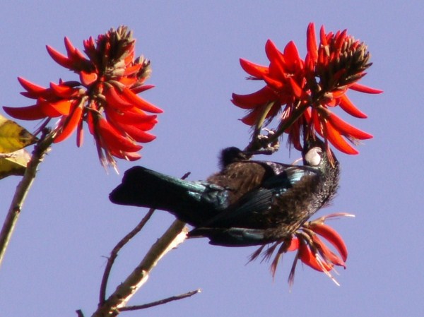 tui tui