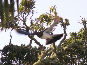 woodpigeon flying