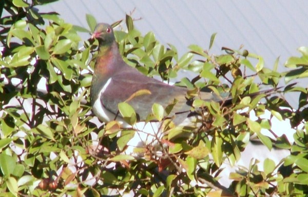 woodpigeon woodpigeon